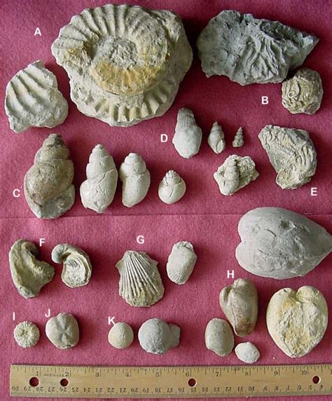 Fossils From The Glen Rose Limestone