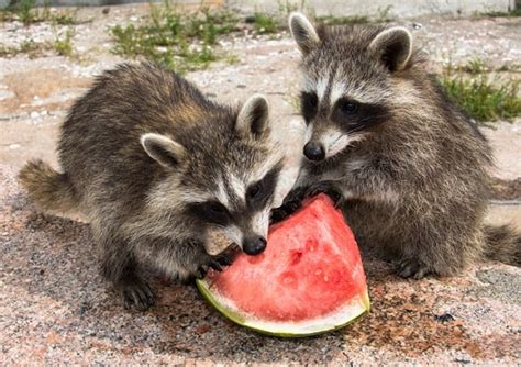 Animales Omnívoros Características Y 50 Ejemplos 2022