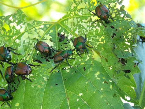Japanese Beetles Are Here To Stay How Can We Fight Back