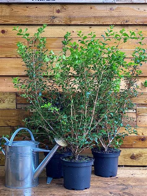 Extra Large 2 3ft Osmanthus Burkwoodii Evergreen Fragrant Plant Shrub