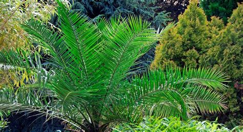 Phoenix Canariensis Care Guide Canary Island Date Palm Robert Dyas