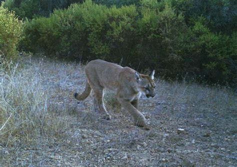Encounter With Two Mountain Lions Was Double The Thrill Sfgate