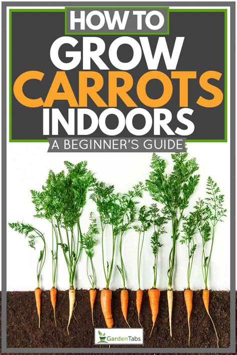 How To Grow Carrots Indoors A Beginners Guide