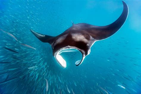 New Study Makes Big Splash In Manta Ray Conservation Nature And