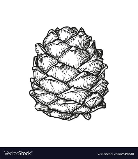 Ink Sketch Of Pine Cone Royalty Free Vector Image