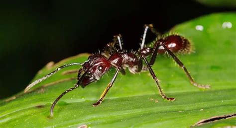 Bullet Ant The Animal Facts Appearance Diet Habitat Behavior