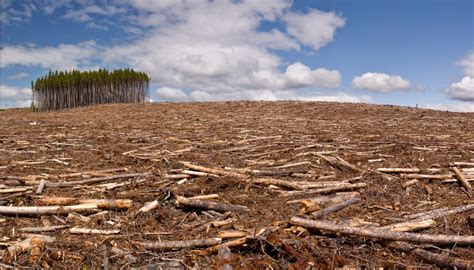 Deforestation Gardening For Good