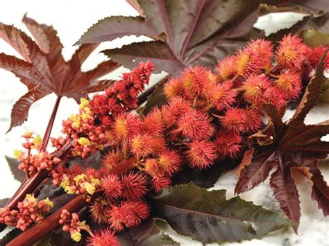 Amy is a freelance journalist who specializes in beauty, fashion, wellness, and lifestyle. Impala Castor Bean | Baker Creek Heirloom Seeds