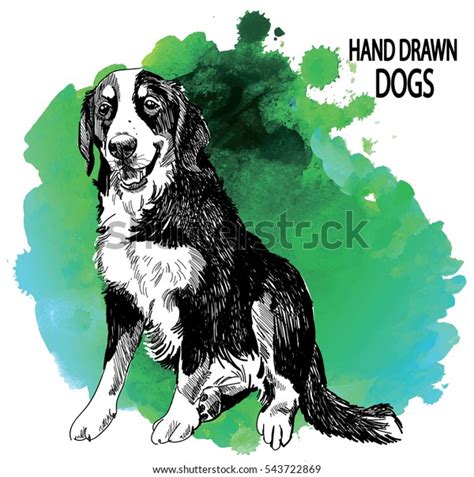 Bernese Mountain Dog Drawing By Hand Stock Vector Royalty Free