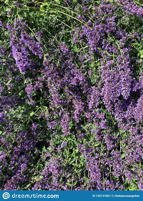 Beautiful Purple Flowers In The Summer Garden Stock Image