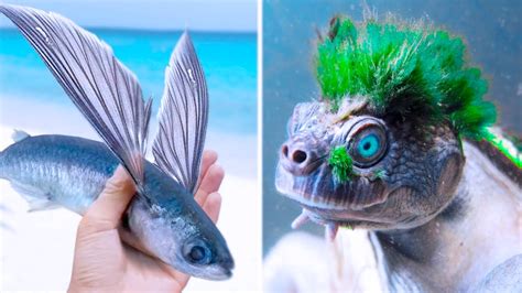 15 Amazing Hybrid Animals That Actually Exist Youtube