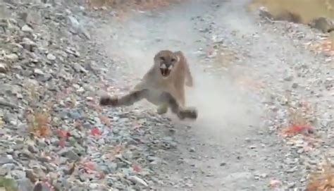 I Dont Feel Like Dying Today Terrifying Video Shows Cougar Stalking