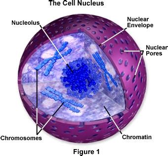 The nucleolus is the dark spot in the nucleus, and it is the location for. Molecular Expressions Cell Biology: Animal Cell Structure ...