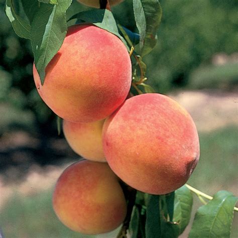 The Meaning And Symbolism Of The Word Peach