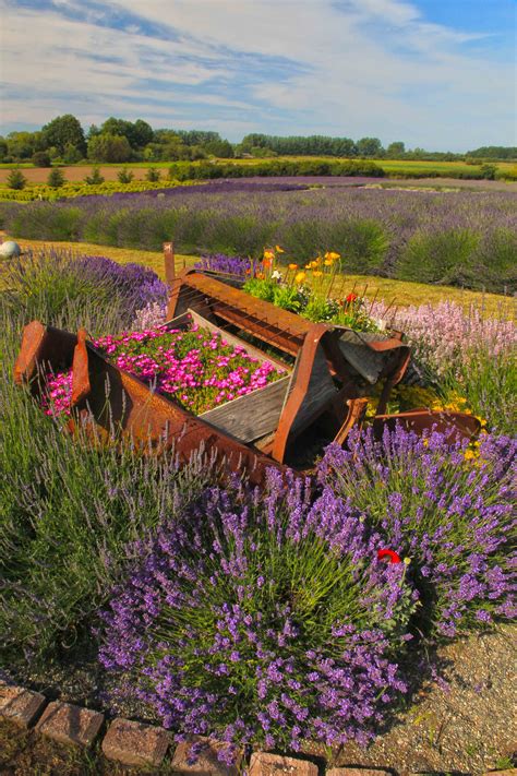 It is native to the old world and is found in cape verde and. Sequim_Lavender_Festival_2 - Andy Porter Images