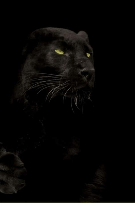 Free Download Cats Animals Black Panther Wallpaper 25060 640x960 For