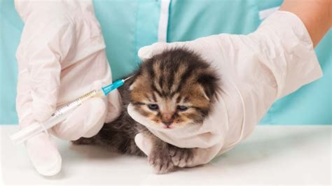 Most vaccinations are applied by way of an injection under the animal's skin. Vaccination Schedule for Cats | Kitten Vaccination | PawSpace