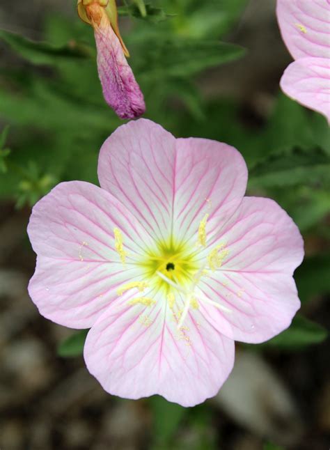 Pink Evening Primrose Oenthera Speciosa Roaring Springs Flickr