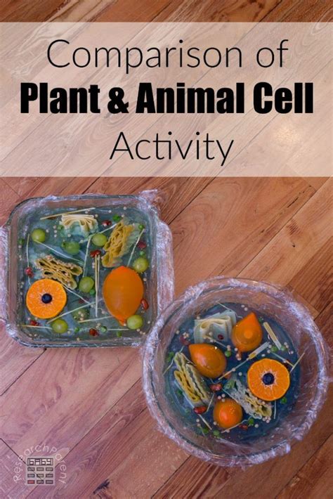 The plant cell and the animal cell can be differentiated by the presence of organelles in them. Plant and Animal Cell Comparison Activity | Plant and ...