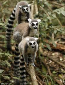 Madagascar Movie Was True Exotic Animals Really Did Sail