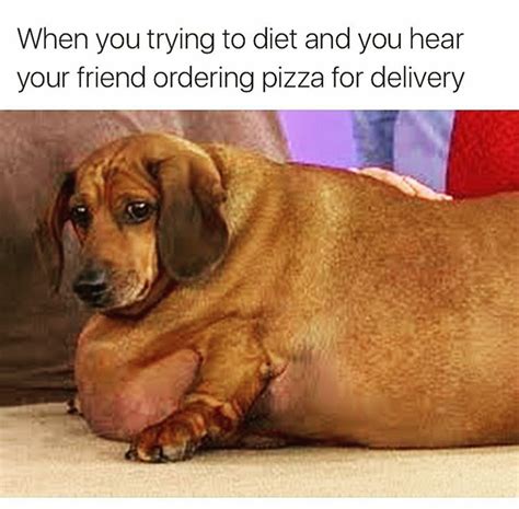 I Has A Hotdog Fat Funny Dog Pictures Dog Memes