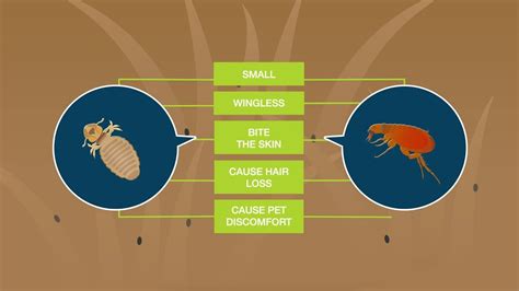 How Do You Know If Your Dog Has Chewing Lice