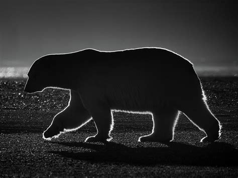Polar Bear Silhouette Photograph By Dan Leffel Fine Art America