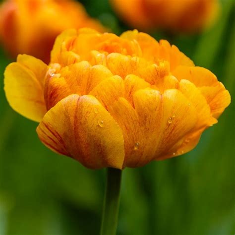 Tulip Sun Lover Anglia Bulb Company