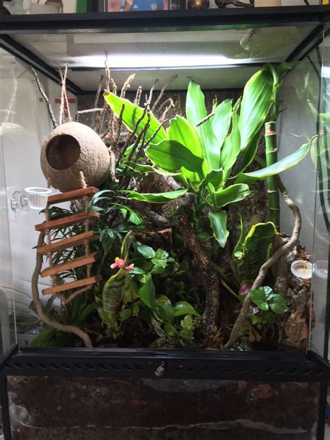 My Bioactive Crested Gecko Enclosure Rvivarium