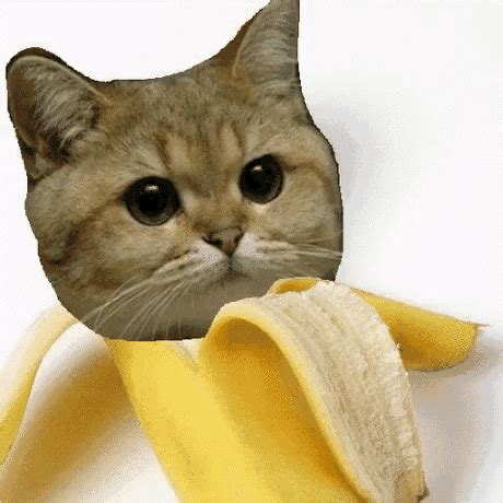 B X Banana B X Banana Cat Discover Share Gifs