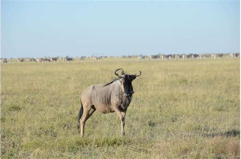 Wildebeests Super Efficient Muscles Allow Them To Walk For Days