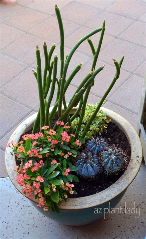 Msu orchid fertilizer version is recommended for use with reverse osmosis (ro), rain or tap water low in alkalinity. Creative Container Gardening Tips - Ramblings from a ...