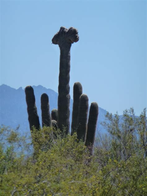 Saguaro are very slow growing cactus. Road Runner: Saguaro Cactus Flower & Others