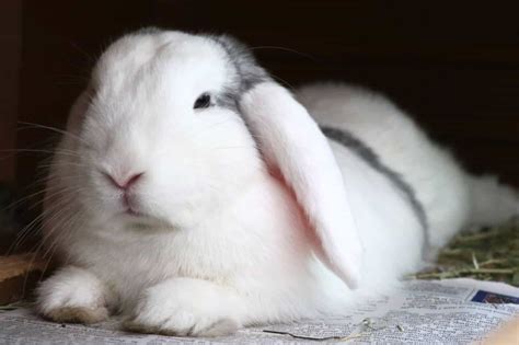 Do Rabbits Sleep With Their Eyes Open?