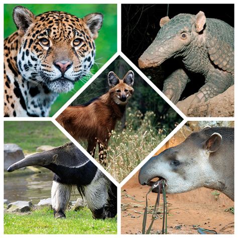 Conheça os Big Five os animais emblemáticos do Cerrado Pensamento