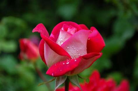 June Birth Flowers Rose And Honeysuckle The Old Farmers Almanac