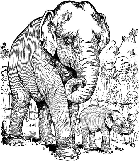 1000 Images About Wild Animals Coloring Pages On Pinterest