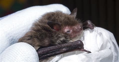 Bats And Rabies In The Uk How Different Surveillance Schemes Contribute To Rabies Risk