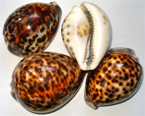 Cowrie Seashells Sea Shells Attracting Abundance Wealth