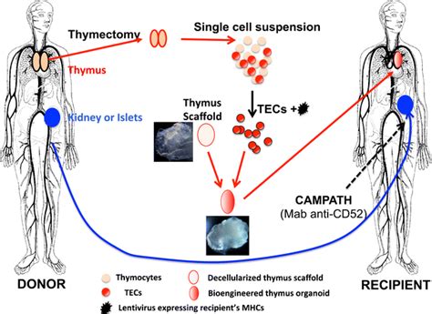 Induction Of Donor Specific Allograft Tolerance By Thymus Download