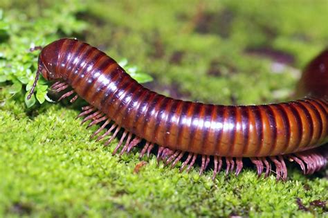 Their venom is potent for smaller insects such as silverfish and termites. 5 of the Most Common Bugs with Lots of Legs - Ask Mr. Little