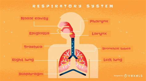 Anatomy Of The Respiratory System Infographic Part Poster Etsy Sexiz Pix