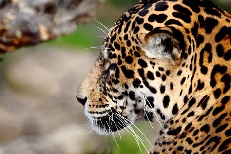 Wallpaper Jaguar Predator Wild Cat Muzzle Hd Widescreen High
