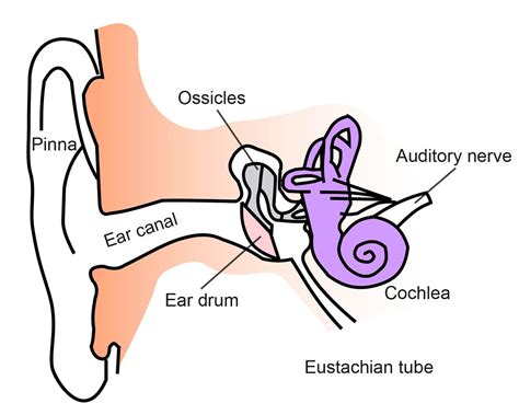 We did not find results for: Hearing Sense | Ask A Biologist