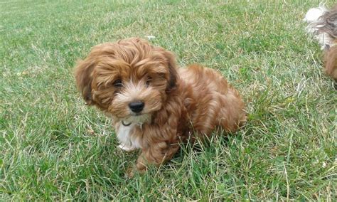 Chiot ou adulte, à acheter ou à adopter, en le bichon havanais est vraiment très affectueux, fidèle, câlin et proche des membres de la famille. Chiot - Elevage De l'ilot sacré - eleveur de chiens Bichon ...