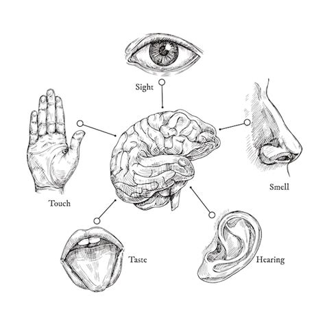 Cinco Sentidos Humanos Dibuja Boca Y Ojo Nariz Y Oído Mano Y Cerebro