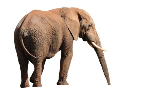 Bush Elephant Png Transparent Images Free Download Vector Files Pngtree