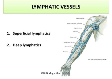 Solution Lymphatic Drainage Of Upper Limb Studypool