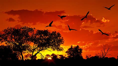 Landscape Of South Africa With Warm Sunset Kruger National Park