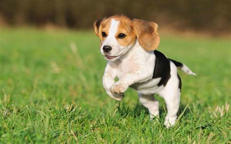 Maybe you would like to learn more about one of these? Beagle Puppy Wallpaper (59+ pictures)